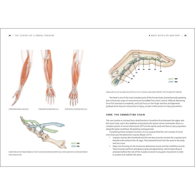 The Science of Climbing Training